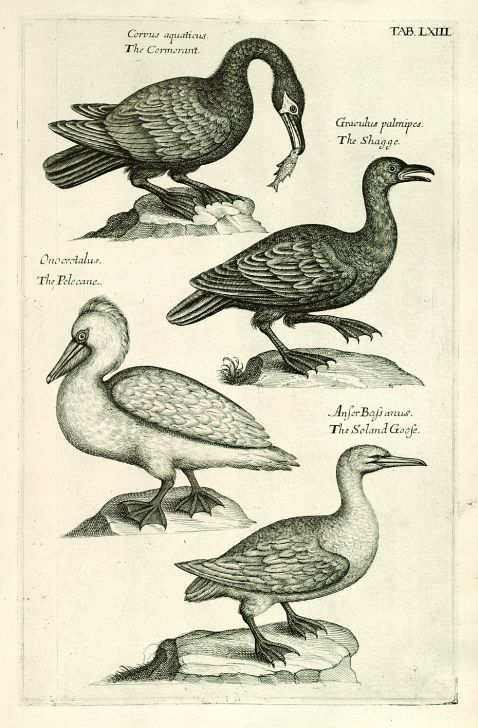 Willughby, F. - Ornithologiae libri tres