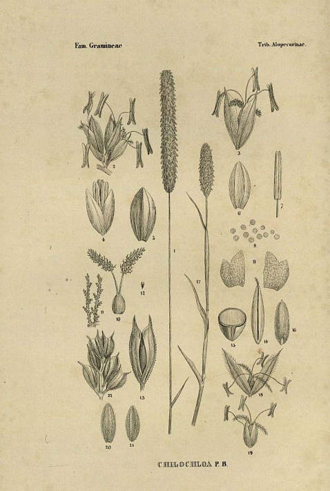 Nees von Esenbeck, T. F. L. - Genera plantarum florae germanicae, 3 Bde. 1835