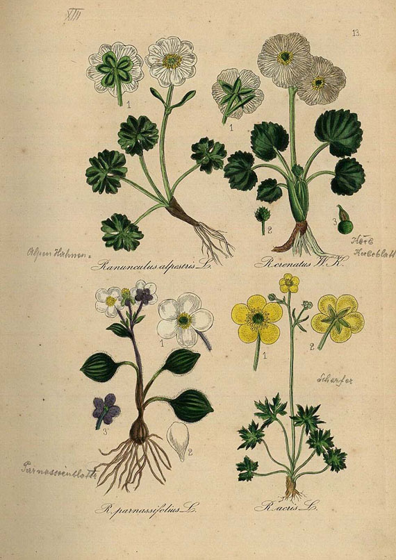   - Deutschlands Flora. 1864
