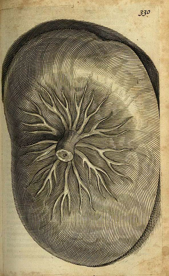 Thomas Bartholin - Anatome ex omnium. 1673