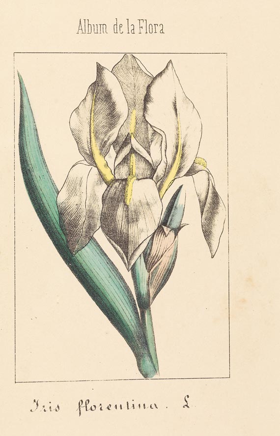 Vincente Martin de Argenta - Album de la flora 3 Bde. 1864