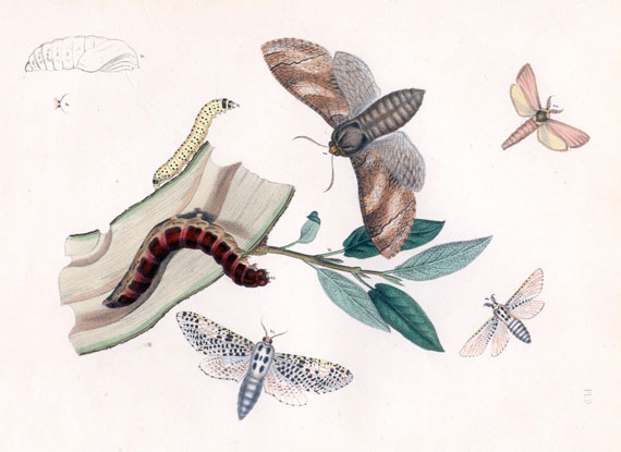 Henry Noel Humphreys - British moths and butterflies. 3 Bde. 1841-1845.