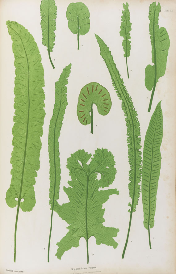 Thomas Moore - The Ferns. 1855 - Weitere Abbildung