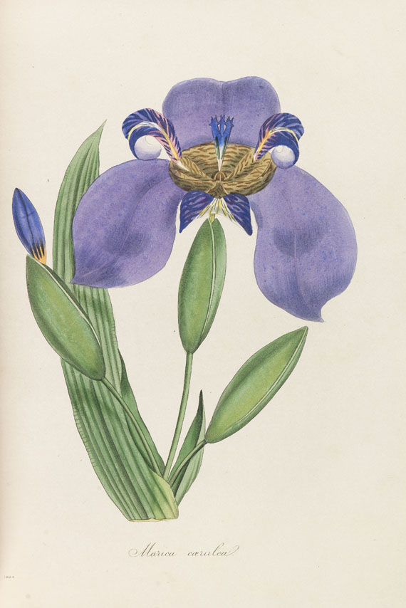 Joseph Paxton - Magazine of botany. 9 Bde. 1834-1844 - Weitere Abbildung